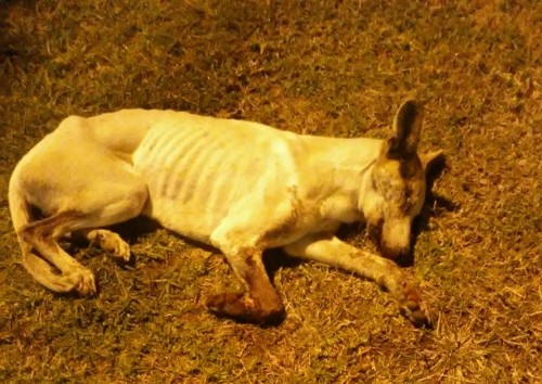 Encontraron un perro abandonado en La Plata y necesitan ayuda para que sobreviva: "Por favor, no lo dejen morir"
