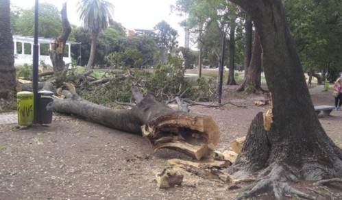 En Parque Saavedra advierten por la sequía y derrumbe de los árboles