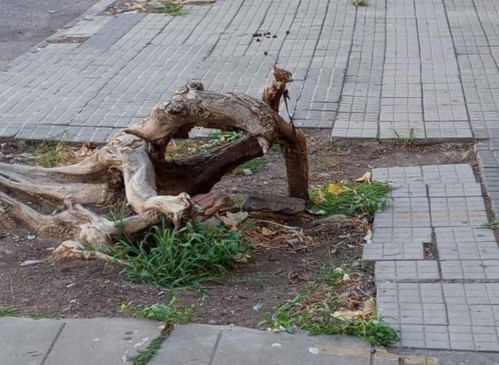 Vecinos que viven cerca de una escuela de 43 entre 115 y 116 reclaman porque se dejaron restos de árboles talados