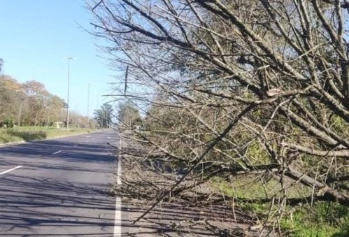 Vecinos reclaman por unas ramas que se interponen en una tramo de Camino Centenario