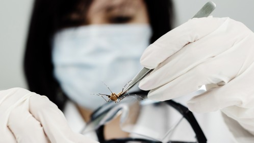 El Ministerio de Salud bonaerense investiga un brote de Chikungunya