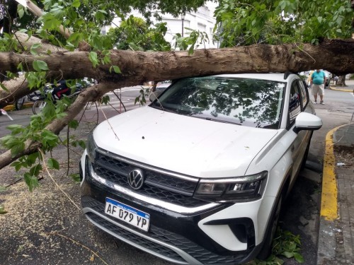 El durísimo temporal en La Plata se cobró una camioneta estacionada: se le cayó un árbol