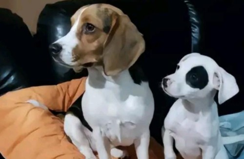 Sus perros fallecieron con días de diferencia y a los pocos meses recibió a dos mascotas idénticas: "Ellos sí vuelven"