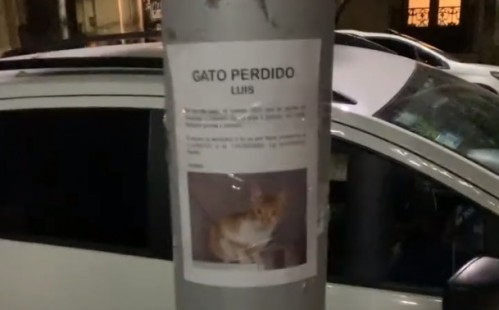 Se topó con un cartel de un gato perdido y abajo encontró una hermosa sorpresa