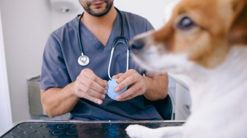 Desde la Municipalidad de La Plata convocan a médicos veterinarios a realizar castraciones gratuitas
