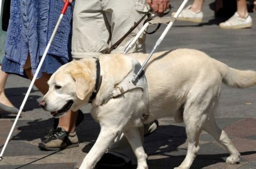 Se creará un registro de usuarios de perros guía: en Argentina no había una normativa que regule los centros de entrenamiento