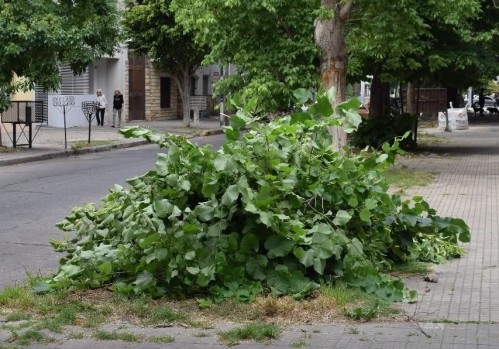 Vecinos de Barrio Norte alertaron que un hombre podó a machetazos un árbol