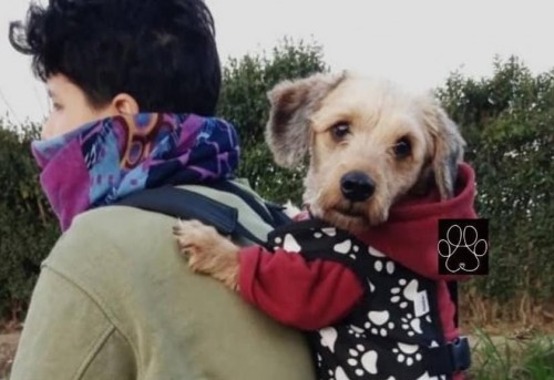 No querían dejar solo a su perro en La Plata, crearon una mochila para llevarlo a todos lados y ahora son furor