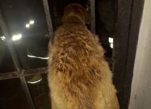 Los bomberos de Berisso rescataron a un perro que quedó atrapado entre las rejas en pleno festejo de Año Nuevo