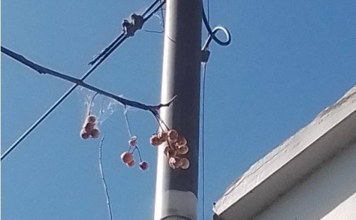 Vecinos de Los Hornos reclaman que mantengan en condiciones los postes de luz