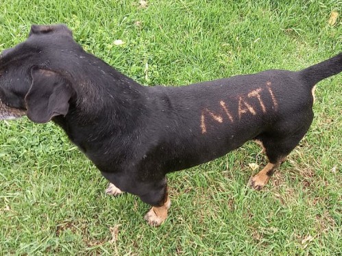 Indignación en Villa Elisa por un perro con el lomo pintado