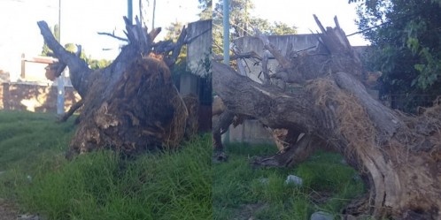 Un árbol se cayó sobre el tendido eléctrico en Los Hornos y hace una semana que nadie lo saca