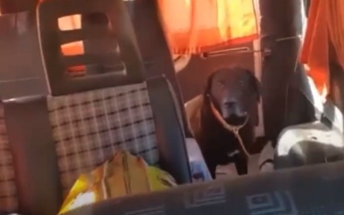 El emocionante viaje de un perrito desde Misiones a La Plata que pretende tener un final feliz: "Es muy cariñoso y guardián"