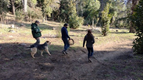 Tras dos denuncias, buscan un puma en Bariloche