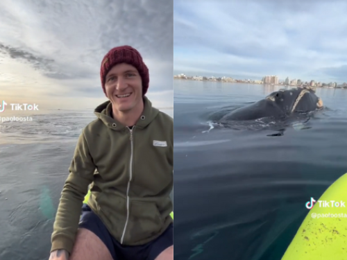 Una pareja salió en kayak en Puerto Madryn y fueron sorprendidos por tres ballenas