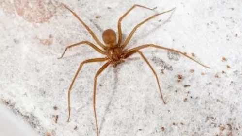Una beba de 18 meses murió tras ser picada por una araña