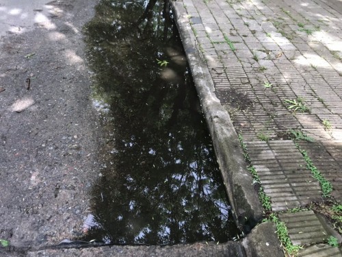 Vecinos de La Plata están preocupados por una gran pérdida de agua: "Tenés que andar a los saltos"