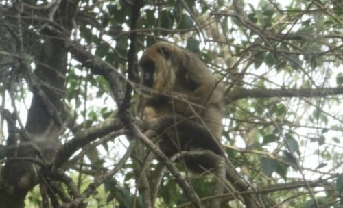 El “vecinito” menos esperado, un mono carayá vive en un árbol de un barrio platense 