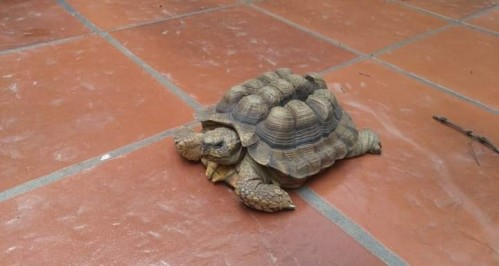 "Se le escapó la tortuga": el insólito caso de una familia de La Plata que perdió al animal en su propia casa