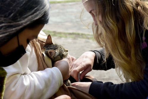 El consultorio veterinario de la Municipalidad de La Plata tiene un nuevo cronograma: todos los detalles