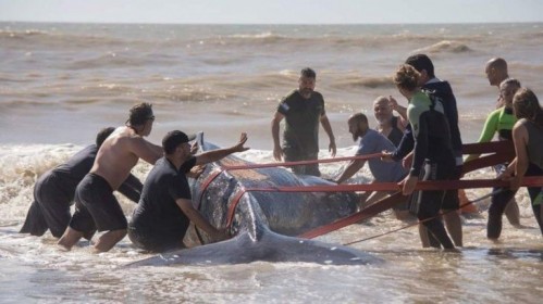 Lograron rescatar a una ballena de 4 toneladas en Villa Gesell