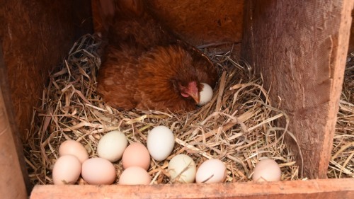 Luego de que se confirmen casos de Gripe Aviar en Argentina estiman una suba de precios en los pollos y huevos