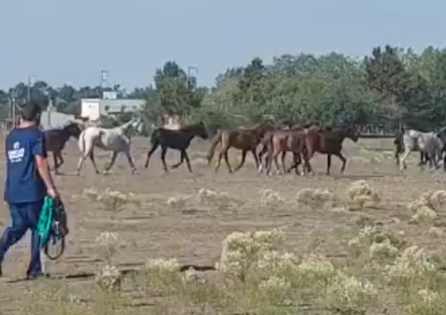 Rescataron a más de 40 caballos de un campo en La Plata que se encontraban desnutridos y con signos de maltrato