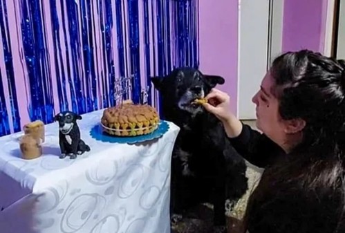 Su perro cumplió 12 años y le hizo una mega fiesta