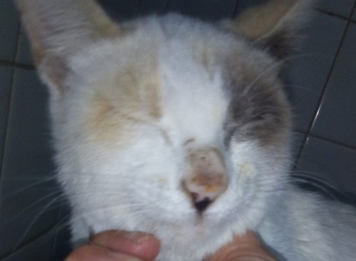 Abandonaron a una gata herida en una veterinaria de Gonnet