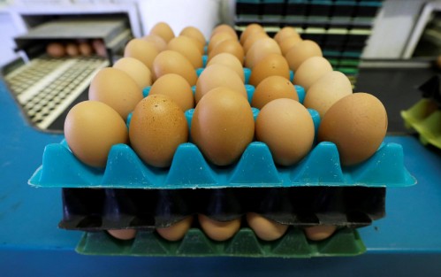 Gallinas de oro: Vecinos de La Plata se pelean por los pocos huevos en el mercado