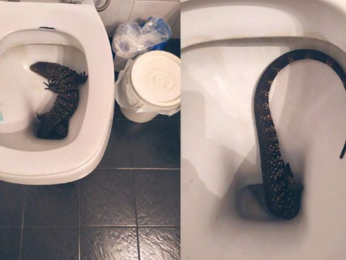 Una chica de La Plata se levantó para ir al baño y se encontró a un lagarto overo en el inodoro