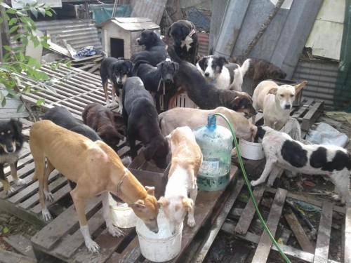 Rescataron 35 perros adultos en Abasto y buscan ayuda para alimentarlos y darlos en adopción