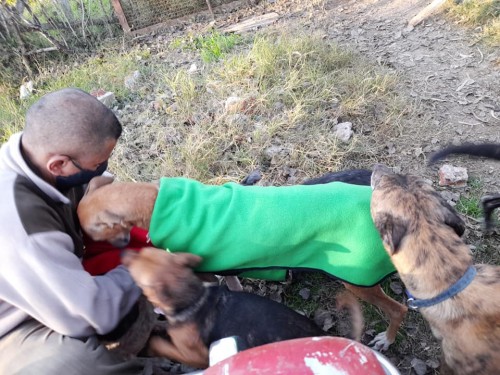 Llegó el frío y el hambre para 35 perros de un refugio de La Plata que perdieron sus padrinos: "Son viejitos que no adoptan"