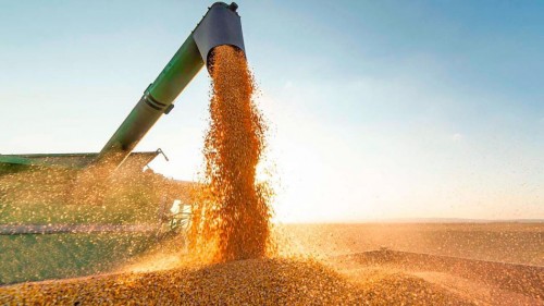 La Aduana detectó quince "cerealeras truchas" que no ingresaron divisas al país en 2020/2021