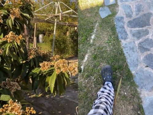 Encontró un asombroso y llamativo árbol en medio del patio de su casa en La Plata y se hizo viral: "Yo tenía razón"