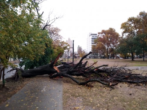 Por las fuertes tormentas, se cayó un gran árbol de la Plaza Belgrano