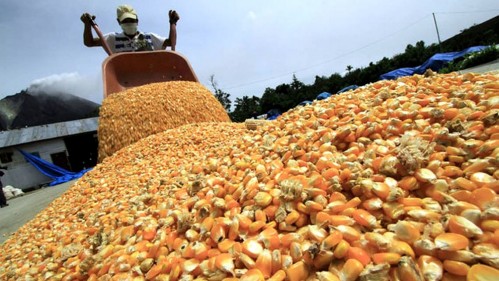 Esperan que las exportaciones de maíz superen los 8.600 millones de dólares