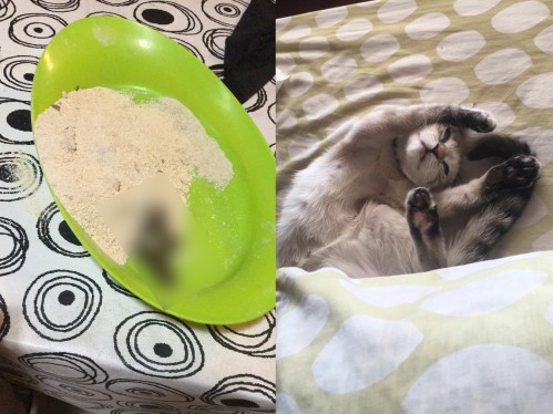 Su gato confundió el pan rallado con la caja de arena y se hizo viral