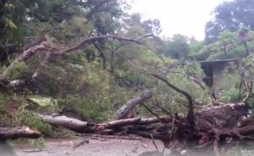 Cayeron árboles de gran porte sobre la cinta asfáltica del Bosque platense: “De milagro nadie resultó herido”