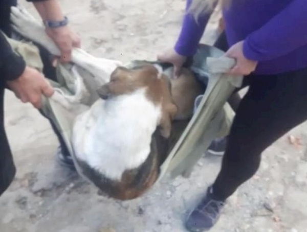 Rescataron a una perra que era abusada por su dueño en Los Hornos