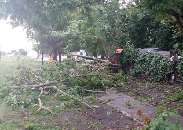 En la zona de la Estación Provincial de La Plata reclamaron por las ramas y árboles caídos
