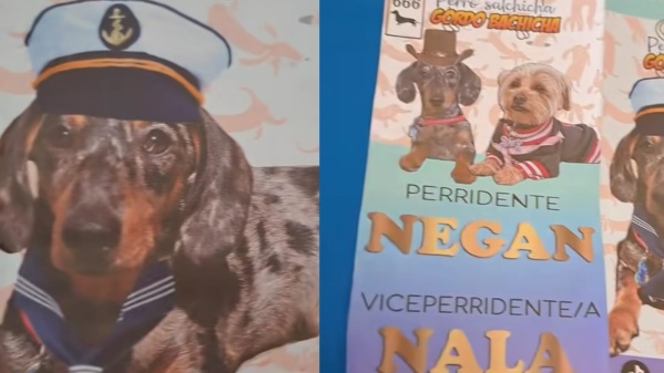 Colocó boletas de sus mascotas para las Elecciones y se hizo viral por las promesas: "Más pollito para todos los perritos"