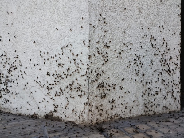 Vecinos piden una fumigación en la esquina de 13 y 45 por estar llena de insectos