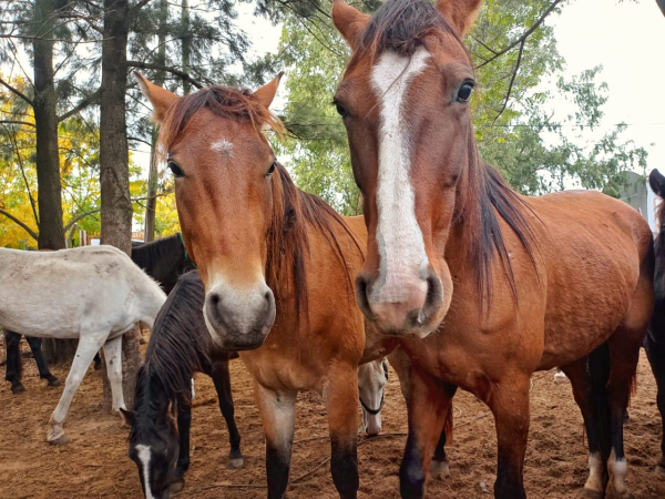 El virus que afecta a los caballos ya se cobró la vida de cuatro personas en la Provincia de Buenos Aires
