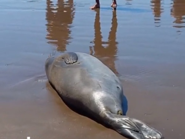 El tierno video del lobo marino de Mar del Plata que se volvió viral: "le reservaron un lugar para descansar"