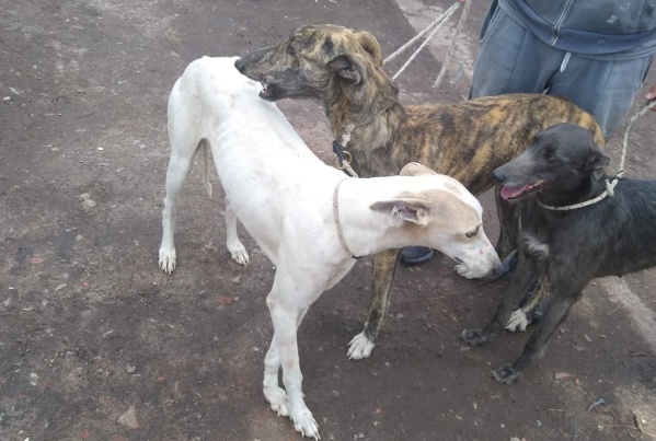 Dos hombres de La Plata fueron detenidos por cazar ilegalmente con galgos