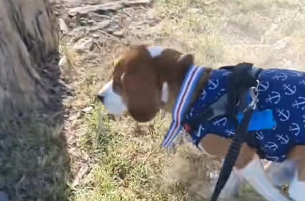 "Es un artista incomprendido": filmó a su perro haciendo sus necesidades y llamó la atención la forma en que lo hace