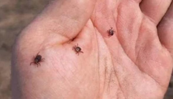 Le dijo a su papá que había encontrado cangrejos bebés y eran garrapatas: "Te vas agarrar una infección, lávate las manos"