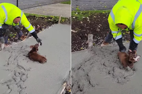 Un perro salchicha se puso a jugar sobre cemento fresco, no quería salir y arruinó una obra en construcción