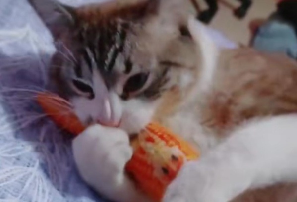 Filmó a su gatito cuando jugaba pero se quedó dormido con su peluche favorito en la boca y enamoró a todos los usuarios